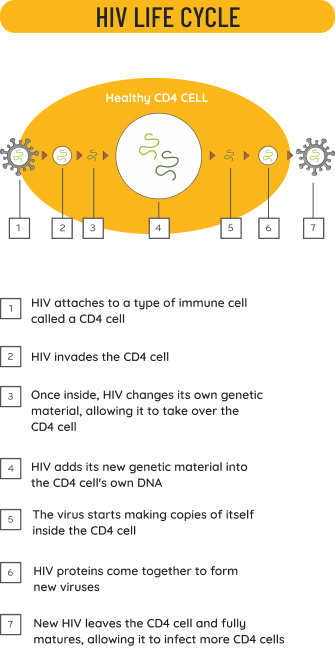 HIV Life Cycle